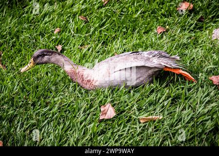 Indian runner duck or domestic duck (anas platyrhynchos domesticus), bird resting and on the grass, basking in the sun Stock Photo