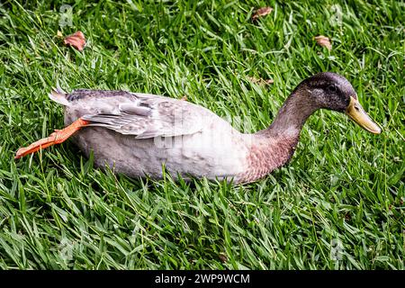 Indian runner duck or domestic duck (anas platyrhynchos domesticus), bird resting and on the grass, basking in the sun Stock Photo