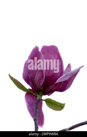 Flower of magnolia , Magnolia grandiflora. Isolated on white background ...