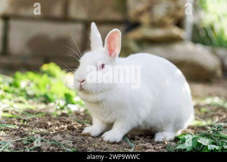 close-up of a white rabbit on a farm eating vegetables Stock Photo