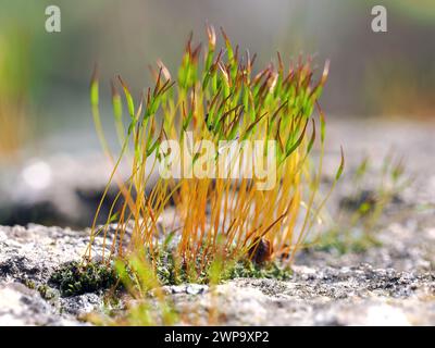 Moss, Moos, Bryophyte, moha, Hungary, Magyarország, Europe Stock Photo