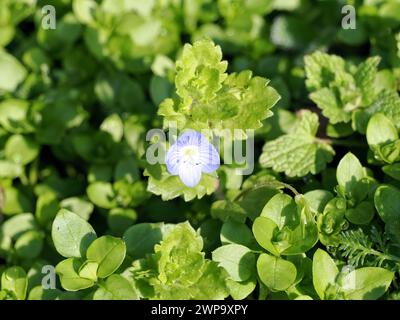 birdeye speedwell, common field-speedwell, Persischer Ehrenpreis, Véronique de Perse, Veronica persica, perzsa veronika, Hungary, Magyarország, Europe Stock Photo