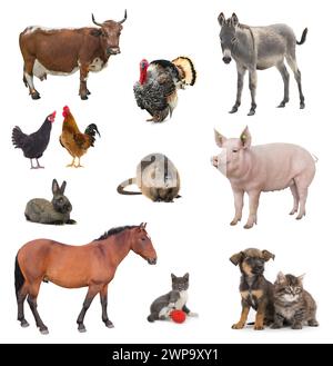 collage livestock isolated on white background Stock Photo