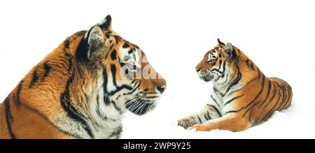 Tiger in the snow isolated on white background Stock Photo