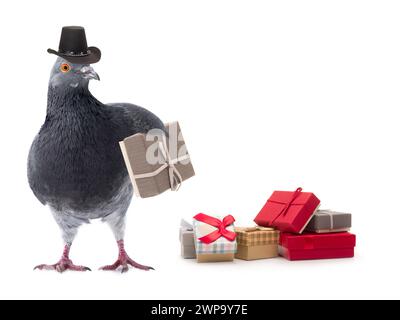 gray pigeon isolated on a white background Stock Photo