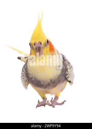 parrot corella isolated on white background Stock Photo