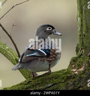 Pretty female Wood Duck / Carolina duck ( Aix sponsa  ) perched in a tree, watching around, wildlife, Europe. Stock Photo