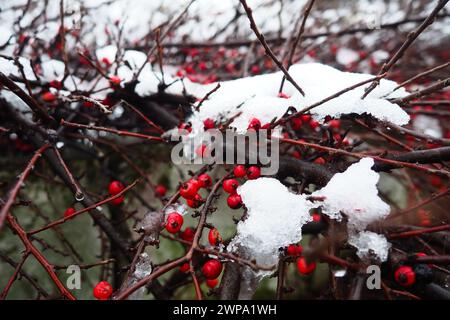 Cotoneaster splayed Cotoneaster divaricatus. Cotoneaster is a genus of non-thorny shrubs, less often small trees of the Rosaceae family. The fruits Stock Photo