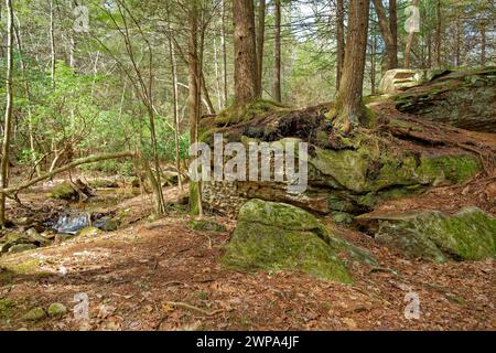 A scenic trail through the forest with trees growing on top of large mossy and lichen covered boulders alongside the creek with a small waterfall in t Stock Photo