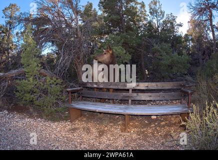 A female Elk that came out of the forest along the Greenway Trail that runs between Pima Point and Monument Creek Vista at Grand Canyon Arizona. Stock Photo