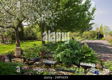 Young plantings in assorted size terracotta containers and seedlings in plastic trays beneath white flowering Malus 'Cortland’ - Apple tree in spring. Stock Photo
