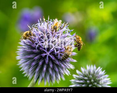 Macro of a group of bees pollinating on a thistle flower blossom Stock Photo