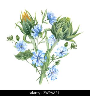 Meadow sunflower buds and blue chicory. Bouquet of wildflowers. Delicate lush intybus branches. Watercolor illustration of summer composition. Stock Photo