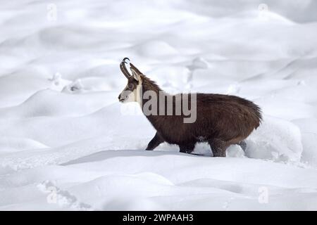 Alpine chamois (Rupicapra rupicapra) solitary male in dark winter coat walking in deep snow over mountain slope in the European Alps Stock Photo