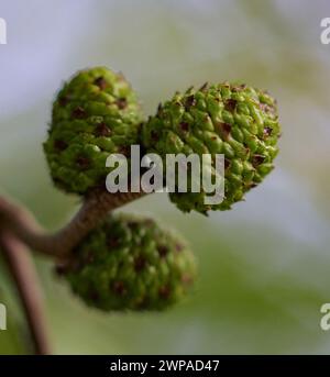 Green tree buds with small orange spots Stock Photo