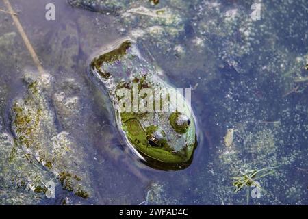 A green frog perched on water surface surrounded by lush plants Stock Photo