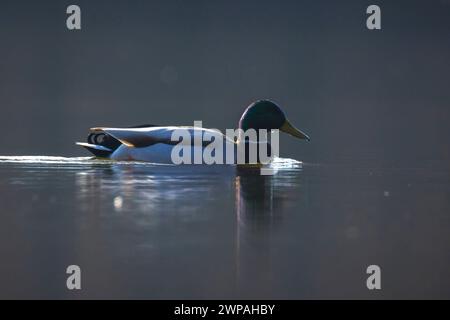 A male mallard dabling duck, Anas platyrhynchos, swimming side view. Stock Photo