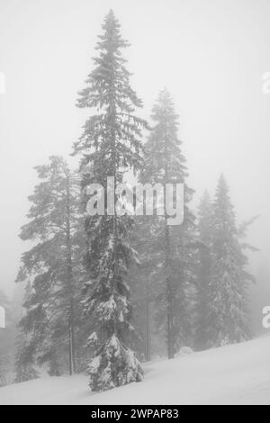 Lonely trees, whitened by falling snow Stock Photo