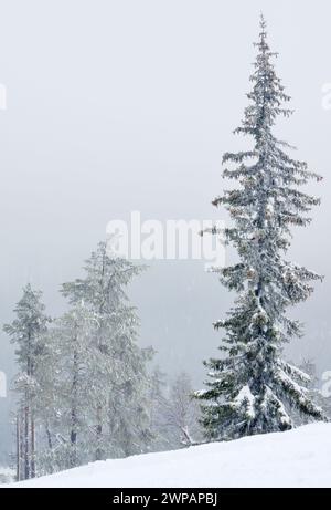 Lonely trees, whitened by falling snow Stock Photo