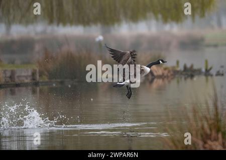 Canada Goose attempting a clumsy takeoff Stock Photo