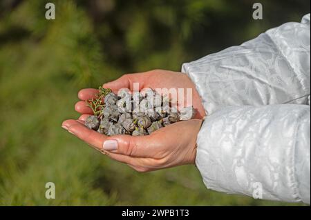 The woman holds thuja seeds in the palm of her hand. Stock Photo