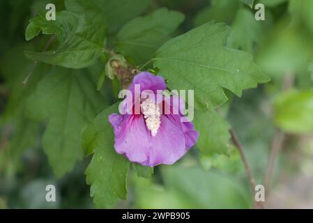 The Rose of Sharon (Hibiscus syriacus) is a beautiful and versatile flowering shrub that belongs to the Hibiscus family. Stock Photo