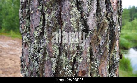 The cortex is a collection of tissues located outside the cambium. Tree bark. Pine trunk close-up with elements of moss and lichen. Taiga of Karelia Stock Photo