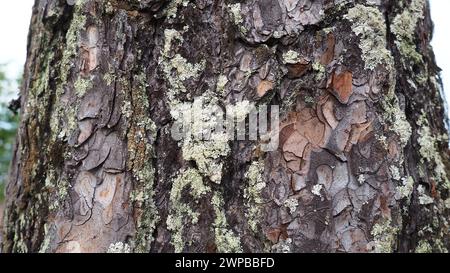 The cortex is a collection of tissues located outside the cambium. Tree bark. Pine trunk close-up with elements of moss and lichen. Taiga of Karelia Stock Photo