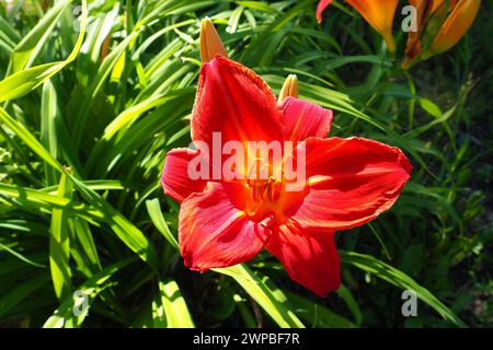 Hemerocallis hybrid Anzac is a genus of plants of the Lilaynikov family Asphodelaceae. Beautiful red lily flowers with six petals. Long thin green Stock Photo