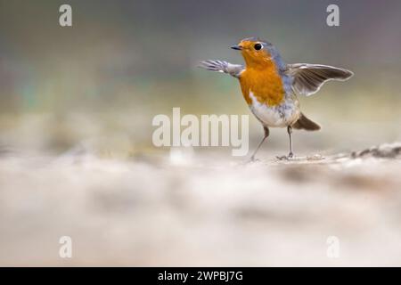European robin (Erithacus rubecula), immature, upright with outstretched wings on the ground, Italy, Tuscany, Firenze Stock Photo