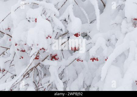 guelder-rose viburnum (Viburnum opulus), red berries on the bush, covered by snow, Germany, Bavaria Stock Photo