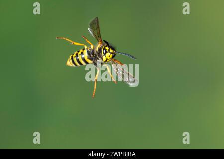 German wasp (Vespula germanica, Vespa germanica, Paravespula germanica), in flight, high speed photography, Germany Stock Photo