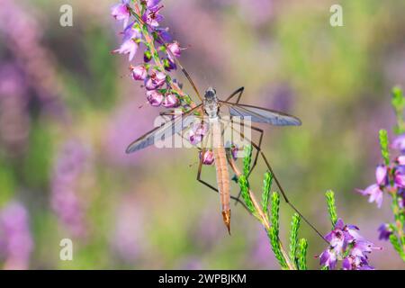 Meadow cranefly, Grey daddy-long-legs (Tipula paludosa), female sitting on heather, dorsal view, Germany Stock Photo