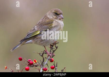 western greenfinch (Carduelis chloris, Chloris chloris), female perching on a shrub with red berries, side view, Italy, Tuscany, Piana fiorentina; Oas Stock Photo