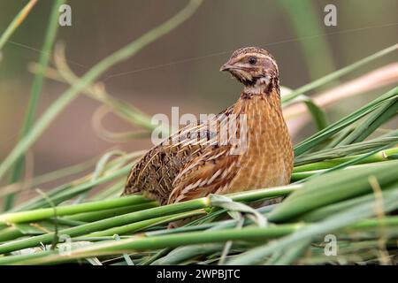 common quail, European quail (Coturnix coturnix), in a cornfield, Kuwait Stock Photo