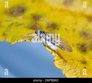 Beech aphid, Woolly beech aphid (Phyllaphis fagi), on a aumtumnal beech leaf, Germany, Bavaria Stock Photo