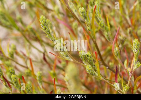 Hyssopleaf tickseed, Bugseed, Common tick-seed, Pallas bugseed (Corispermum leptopterum, Corispermum hyssopifolium, Corispermum pallasii), inflorescen Stock Photo