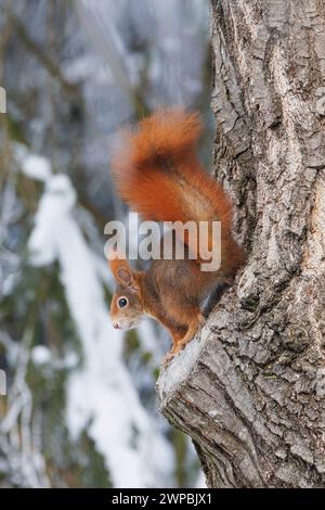 European red squirrel, Eurasian red squirrel (Sciurus vulgaris), sitting head first on an oak trunk in winter, Germany, Bavaria Stock Photo