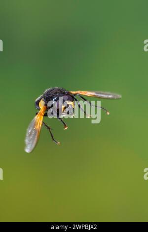 noon-fly, noonfly, noonday fly (Mesembrina meridiana, Musca meridiana, Mesembrina meridana), in flight, high speed photography, Germany Stock Photo