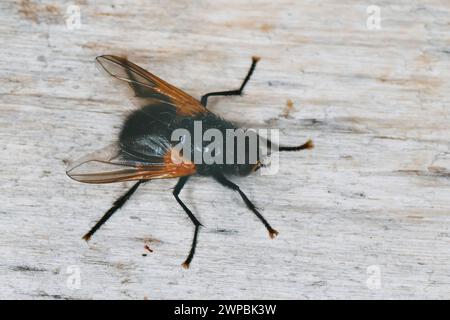 noon-fly, noonfly, noonday fly (Mesembrina meridiana, Musca meridiana, Mesembrina meridana), sitting on wood, Germany Stock Photo