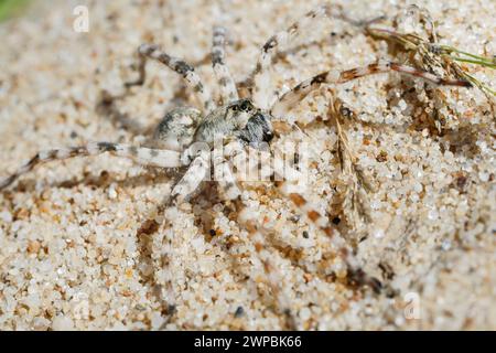 wolf spider, ground spider (Arctosa cinerea), top view, Germany Stock Photo