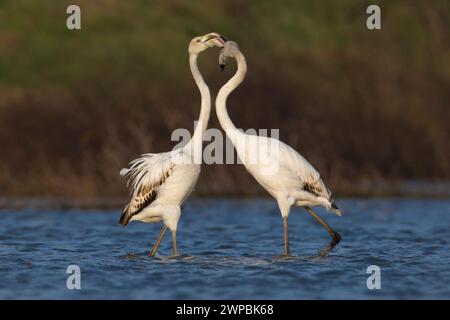 greater flamingo (Phoenicopterus roseus, Phoenicopterus ruber roseus), two young greater flamingos in the lake when caring for each other's plumage, I Stock Photo