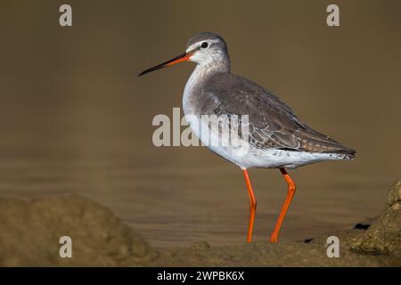 spotted redshank (Tringa erythropus), moulting immature standing in shallow water, Italy, Tuscany Stock Photo