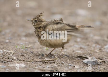 thekla lark, Thekla lark, Thekla's lark (Galerida theklae), perches on the ground and shaking, side view, Italy, Tuscany Stock Photo