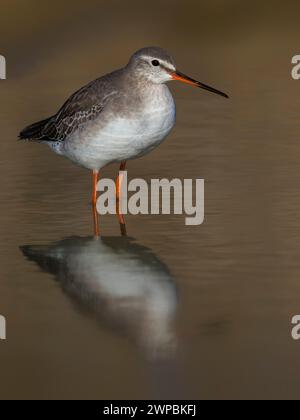 spotted redshank (Tringa erythropus), moulting immature standing in shallow water, Italy, Tuscany Stock Photo
