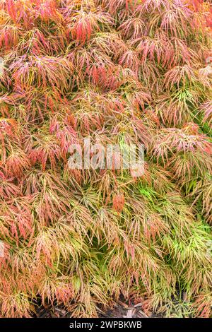Japanese maple (Acer palmatum 'Dissectum', Acer palmatum Dissectum), leaves of cultivar Dissectum, Europe, Bundesrepublik Deutschland Stock Photo