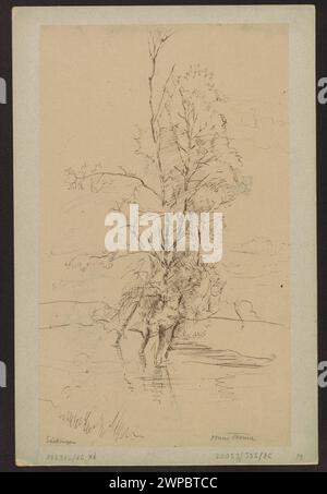 Thoma Tree 1875 study by Hans Thoma showing a pike fish and a verso outline of ...