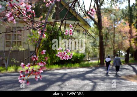 Couple walking together on way in Dalat University park with Mai Anh Dao blossom, healthy lifestyle with sport at morning Stock Photo