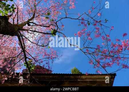 Amazing Da Lat cherry blossom bloom in pink from Sakura tree,  big trunk of Mai Anh Dao on old building background from bottom view under blue sky spr Stock Photo