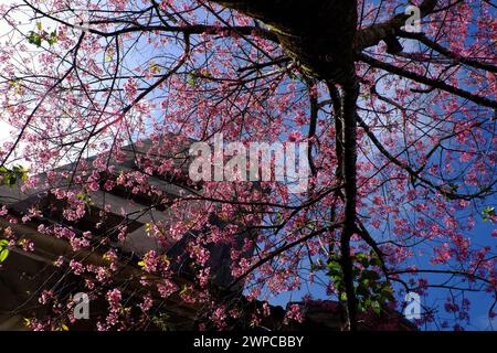 Amazing Da Lat cherry blossom bloom in pink from Sakura tree,  big trunk of Mai Anh Dao on old building background from bottom view under blue sky spr Stock Photo